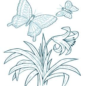 Раскраска Цветы Раскраска Цветы