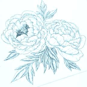 Раскраска Цветы Раскраска Цветы