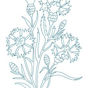 Раскраска Цветы Раскраска Цветы