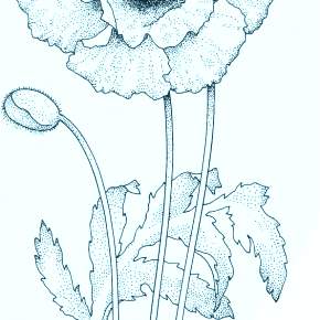 Раскраска Цветы Раскраска Цветы