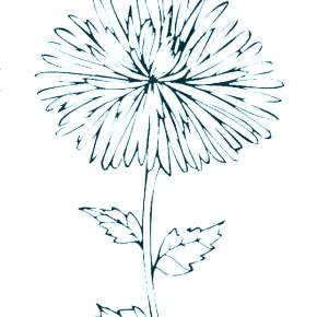 Раскраска Цветы Раскраска Цветы