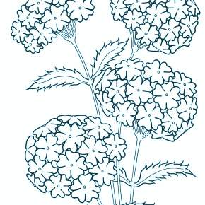 Раскраска Цветы Раскраска Цветы