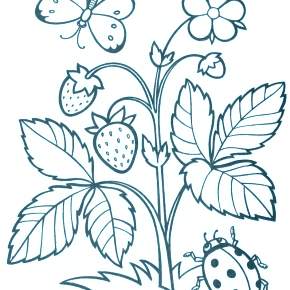 Раскраска Цветы Раскраска Цветы