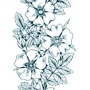 Раскраска Цветы Раскраска Цветы