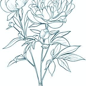 Раскраска Цветы Раскраска Цветы