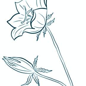 Раскраска Цветы Раскраска Цветы