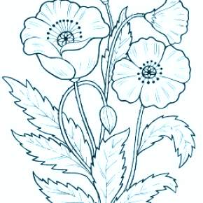 Раскраска Цветы Раскраска Цветы