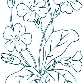 Раскраска Цветы Раскраска Цветы