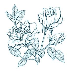 Раскраска Цветы Раскраска Цветы