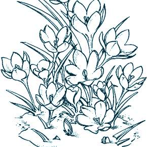 Раскраска Цветы Раскраска Цветы