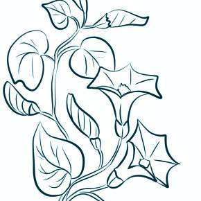 Раскраска Цветы Раскраска Цветы