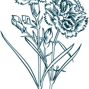 Раскраска Цветы Раскраска Цветы