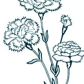 Раскраска Цветы Раскраска Цветы
