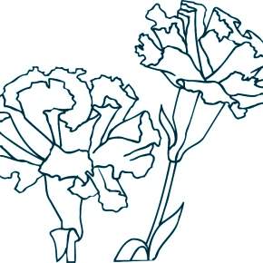 Раскраска Цветы Раскраска Цветы