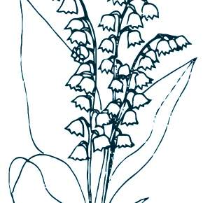 Раскраска Цветы Раскраска Цветы