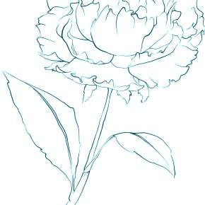 Раскраска Цветы Раскраска Цветы