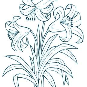 Раскраска Цветы Раскраска Цветы