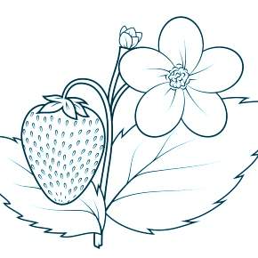 Раскраска Цветы Раскраска Цветы