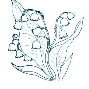 Раскраска Цветы Раскраска Цветы