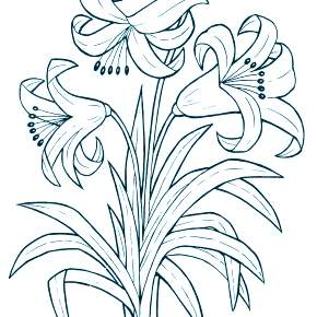 Раскраска Цветы Раскраска Цветы