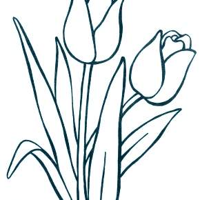 Раскраска Цветы Раскраска Цветы