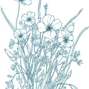 Раскраска Цветы Раскраска Цветы