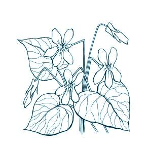 Раскраска Цветы Раскраска Цветы