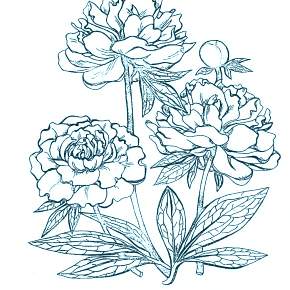 Раскраска Цветы Раскраска Цветы