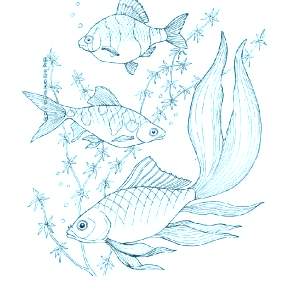 Раскраски Рыбки