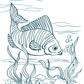 Раскраски Рыбки