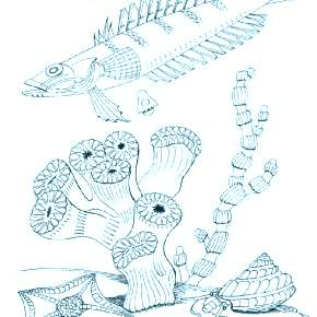 Раскраски Рыбки