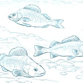 Раскраски Рыбки