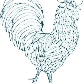 Раскраска Петушок