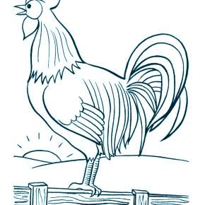 Раскраска Петушок