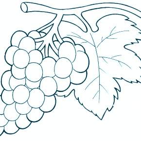 Раскраска Фрукты