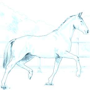 Раскраска Лошадки