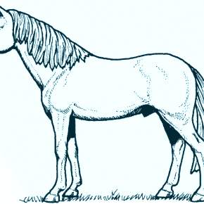 Раскраска Лошадки