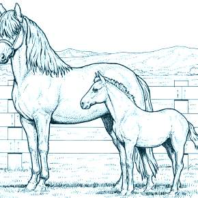 Раскраска Лошадки