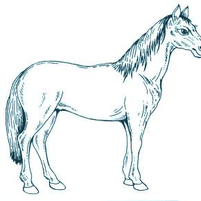 Раскраска Лошадки
