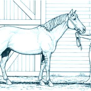 Раскраска Лошадки