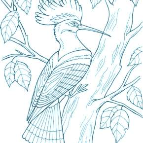 Раскраска Птицы Раскраска Птицы