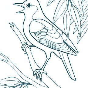 Раскраска Птицы Раскраска Птицы