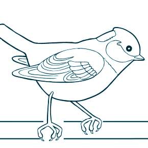 Раскраска Птицы Раскраска Птицы