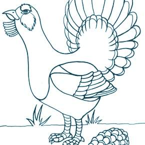 Раскраска Птицы Раскраска Птицы