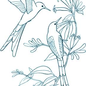 Раскраска Птицы Раскраска Птицы