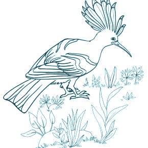 Раскраска Птицы Раскраска Птицы