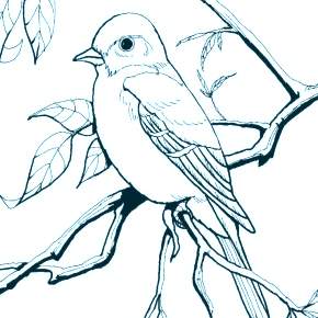 Раскраска Птицы Раскраска Птицы