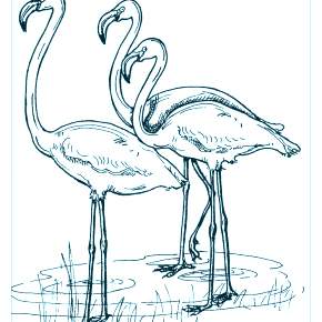 Раскраска Птицы Раскраска Птицы