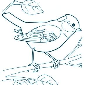 Раскраска Птицы Раскраска Птицы