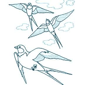 Раскраска Птицы Раскраска Птицы